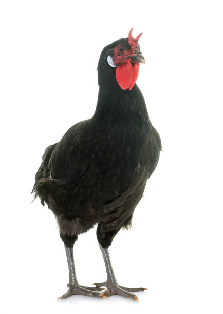 Fleche chicken la Fleche chicken in front of white background fleche stock pictures, royalty-free photos & images