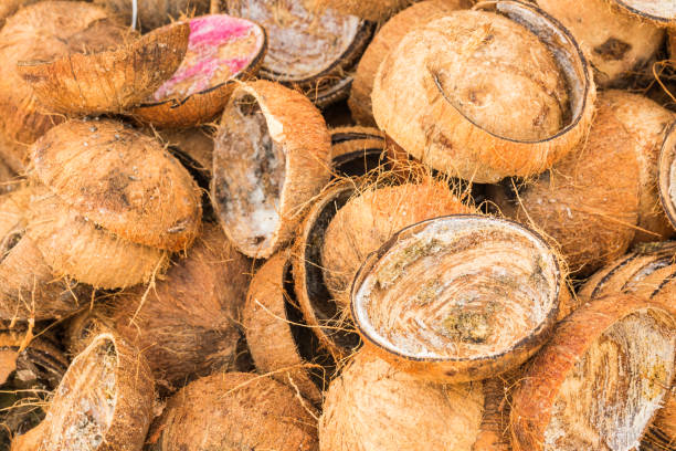 istock Pile of discarded coconut shells 654747666