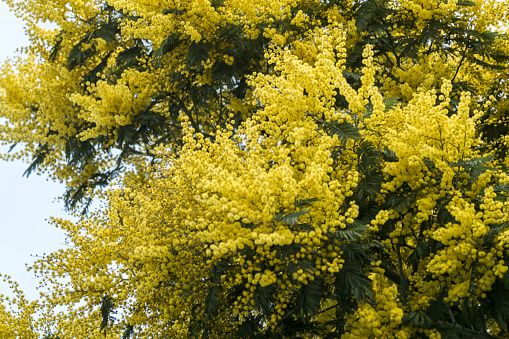 Flower of the yellow soga tree(Peltophorum pterocarpum), Aceh