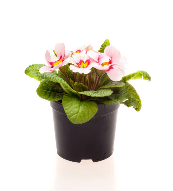 istock pink flowers in pot on white background isolated 654751076