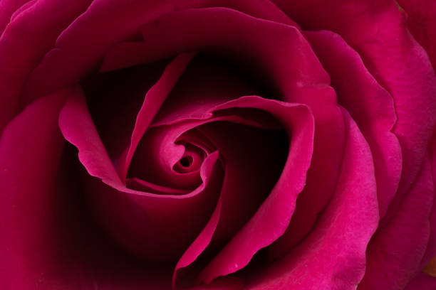 Macro of dark pink flower of a rose stock photo
