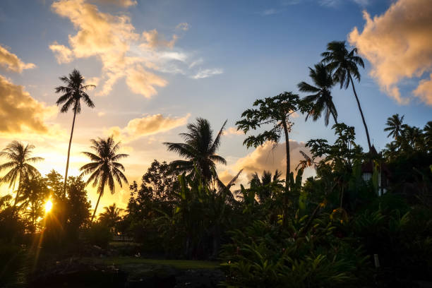istock Palm tree at sunset in Moorea island 654754108