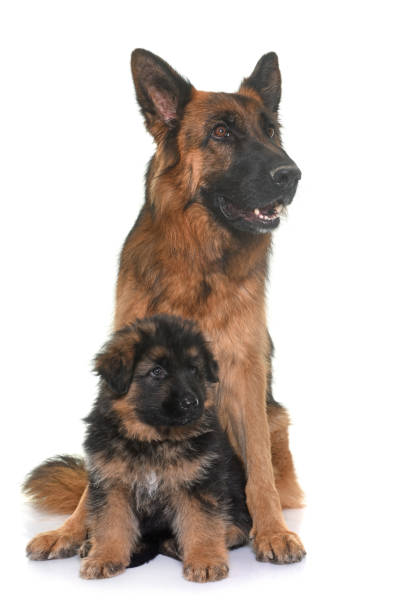 istock puppy and adult german shepherd 654756266