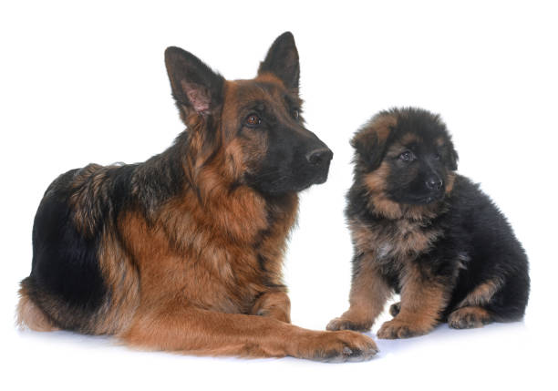 istock puppy and adult german shepherd 654756276