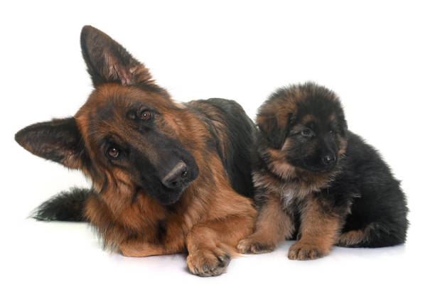 puppy and adult german shepherd in front of white background