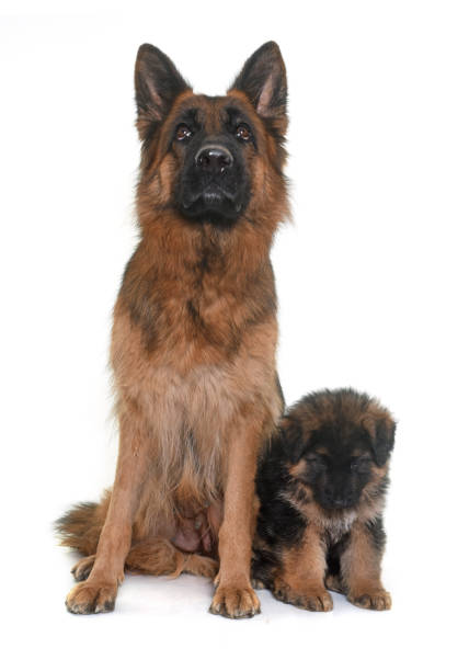 istock puppy and adult german shepherd 654756456