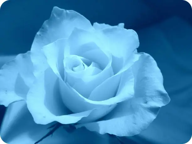Photo of Light blue rose