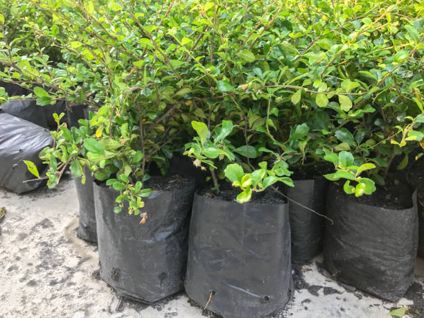 istock little tree in Nursery Bags For Plants 654757558