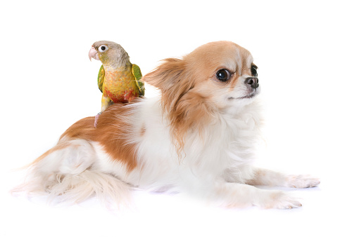 chihuahua and conure in front of white background