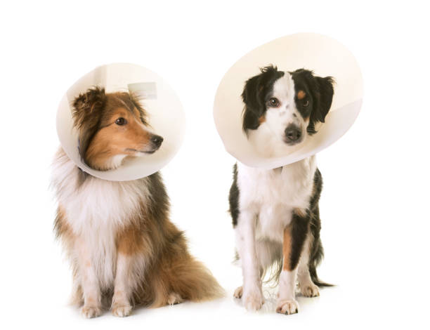 two dogs and protective collar - coleira protetora imagens e fotografias de stock