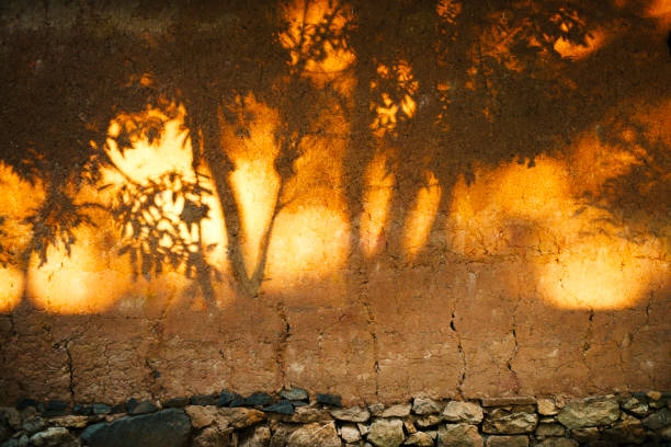 Shadow plant overlay against wooden footpath walkway design exterior natural abstract background.