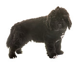 welpe-neufundland-hund.jpg?b=1&s=170x170&k=20&c=B86xR15SgSykvV3rNBjfaHxvBEiSduPlaLnEUHPVM_Q=