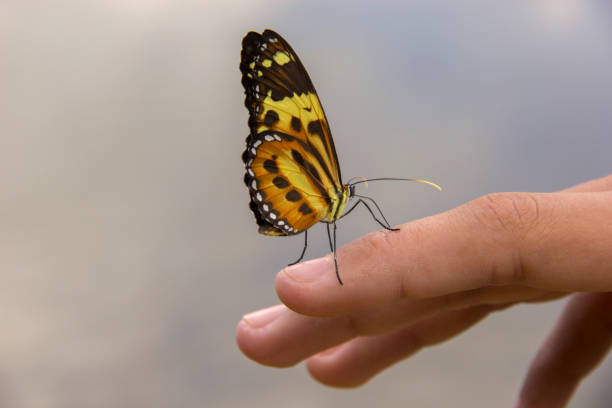 istock Beautiful butterfly landing on young hand. 654761080