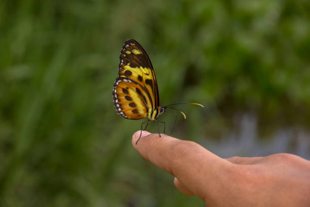 istock Beautiful butterfly landing on young hand. 654761162
