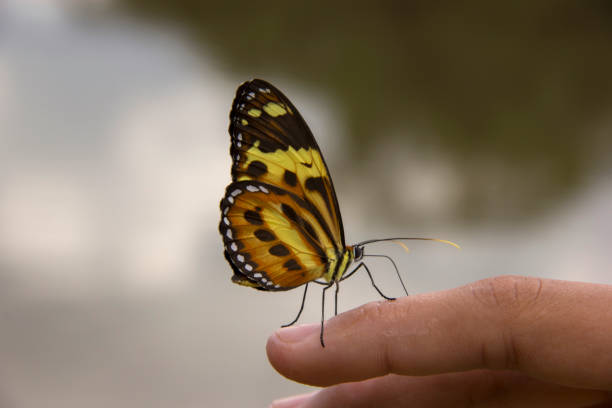 istock Beautiful butterfly landing on young hand. 654761304