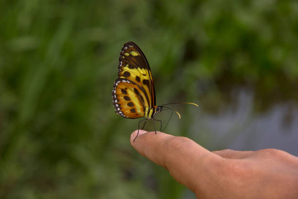istock Beautiful butterfly landing on young hand. 654761354