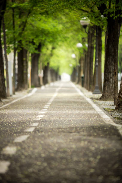 istock mistic paved road with double line of tree 654761412