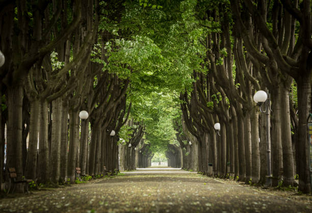 istock mistic paved road with double line of tree 654761544