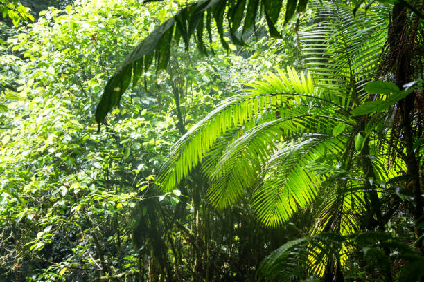 istock Rain forest in Costa Rica 654761678