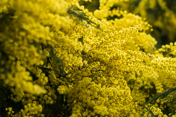 istock Flowers of mimosa in a tree 654763986