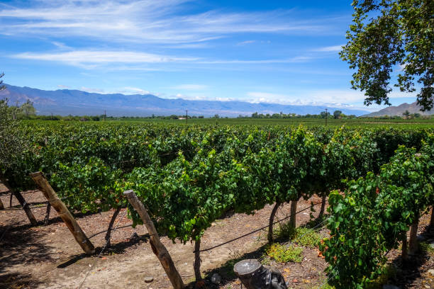 istock vine field in cafayate, Argentina 654764206