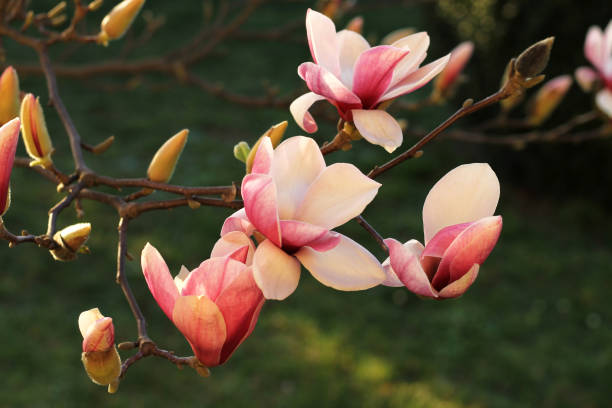 istock Pink magnolia flowers in the garden 654764404