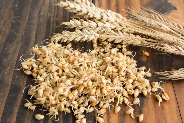 Sprouted Wheat and Ear of Wheat Sprouted Wheat and Ear of Wheat on  Rustic Wooden Background. grain sprout stock pictures, royalty-free photos & images