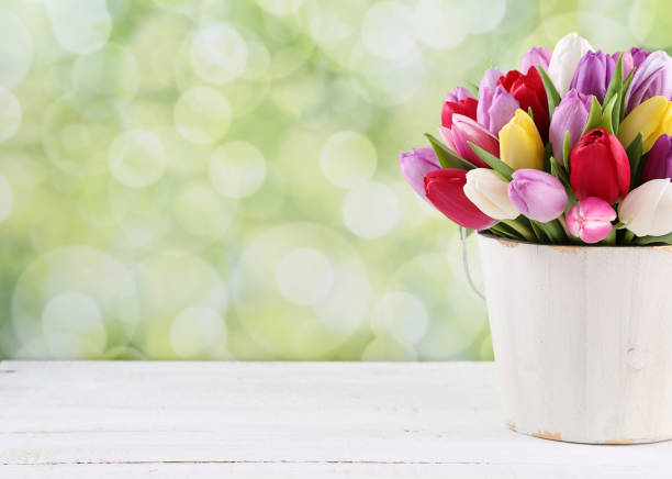 튤립 - greeting card flower mothers day tulip 뉴스 사진 이미지