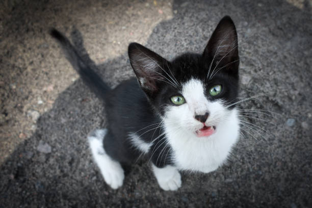 istock nice cat sitting on street 654778008
