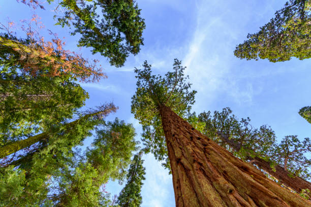 istock Giant sequoia trees in Sequoia National Park, California 654784652