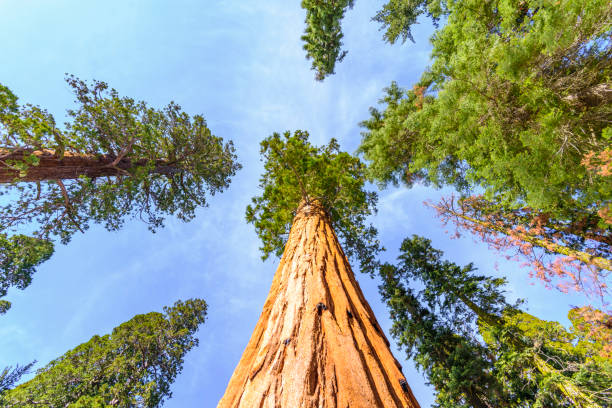 Low angle shot of giant trees in winter