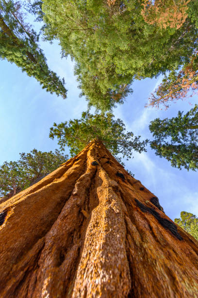 Low angle shot of giant trees in winter