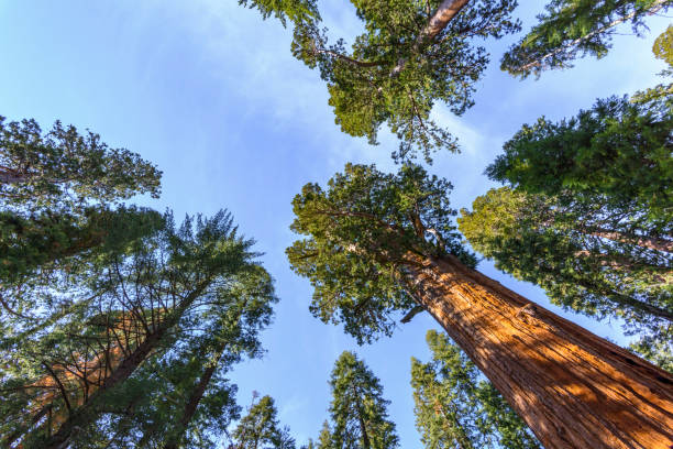 istock Giant sequoia trees in Sequoia National Park, California 654784962