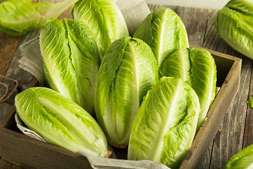 Raw Green Organic Romaine Lettuce Ready to Eat