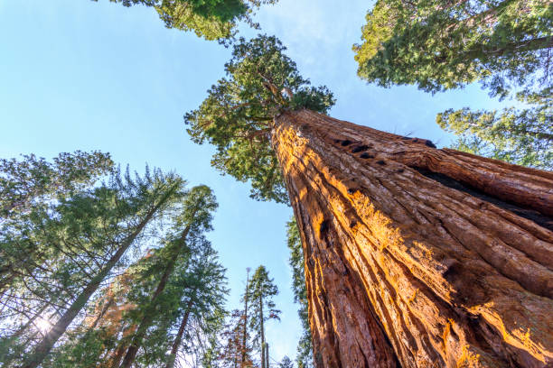 istock Giant sequoia trees in Sequoia National Park, California 654785112