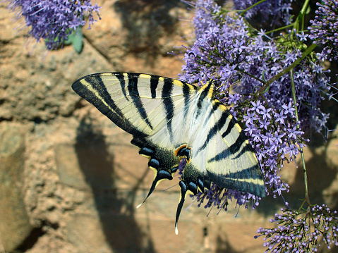 Butterfly on blue flower