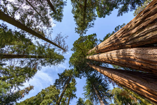 Low angle shot of giant trees in winter