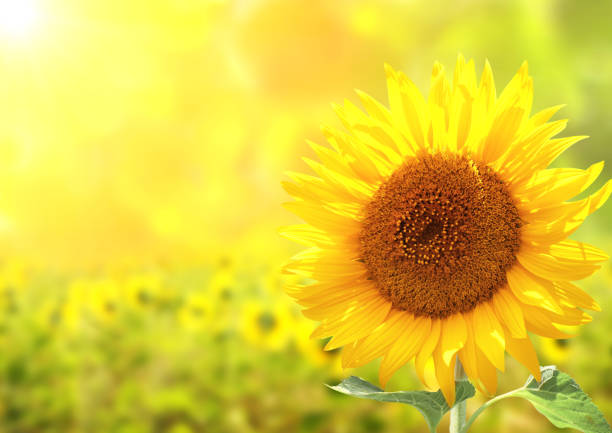 istock Sunflowers on blurred sunny background 654787658