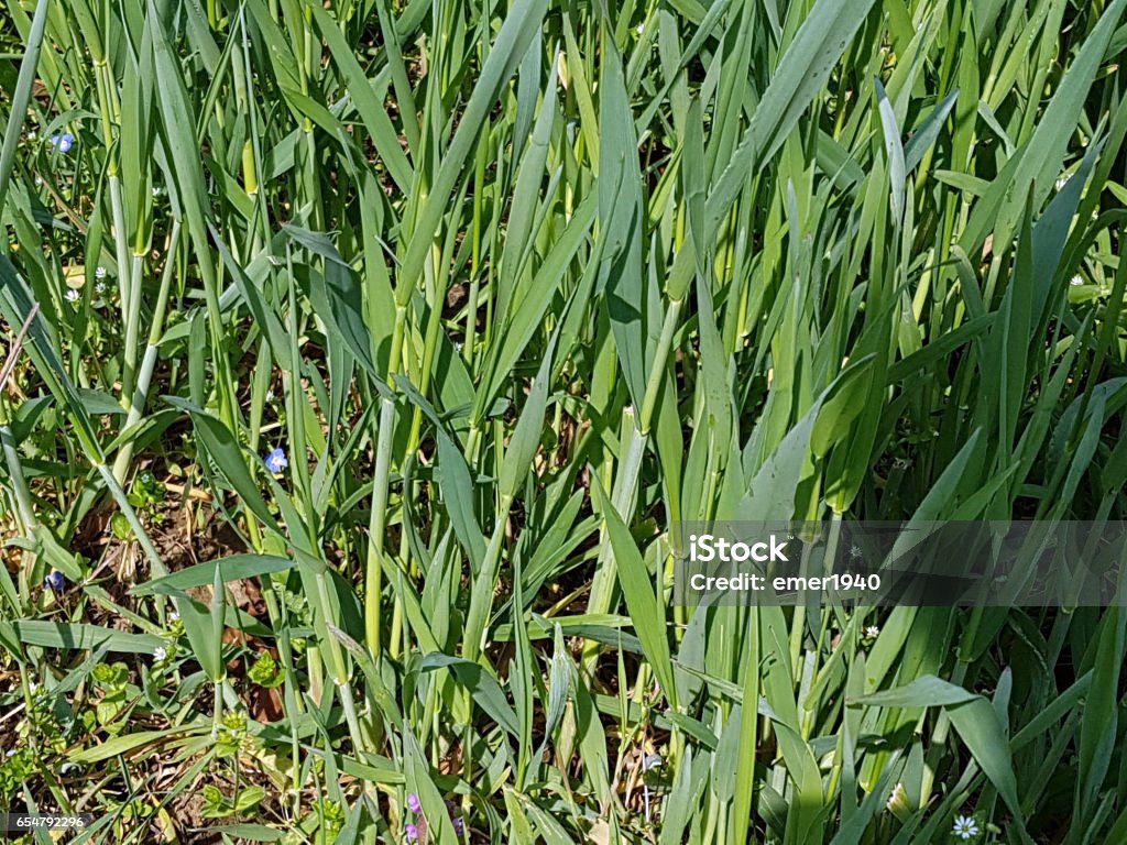 Wheatgrass, Agropyron repens, weeds Flower Stock Photo