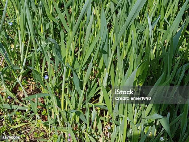 Wheatgrass Agropyron Repens Weeds Stock Photo - Download Image Now - Flower, Germany, Grass