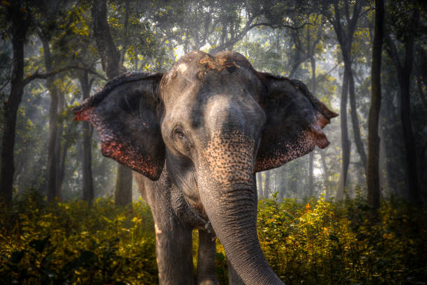 elephants in Chitwan stock photo