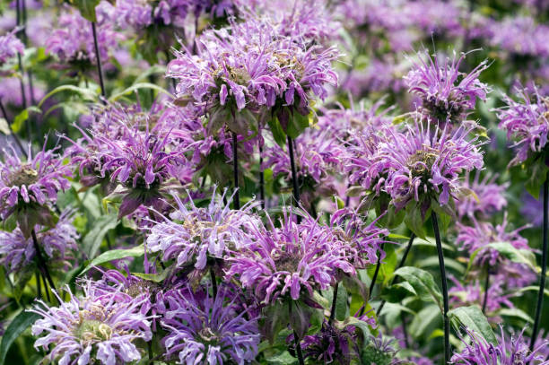 istock Monarda; fistulosa 654795568