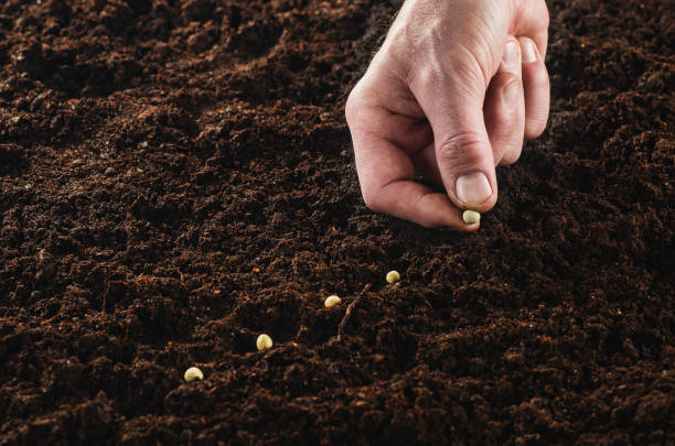 istock Working in the garden, seeding a plant. Soil top view. 654797946