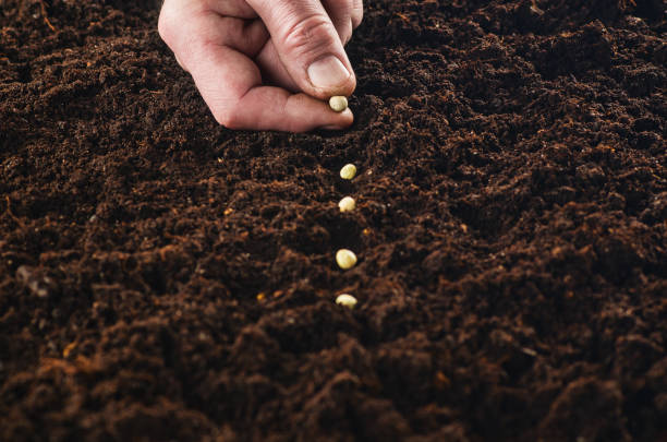 istock Working in the garden, seeding a plant. Soil top view. 654798018
