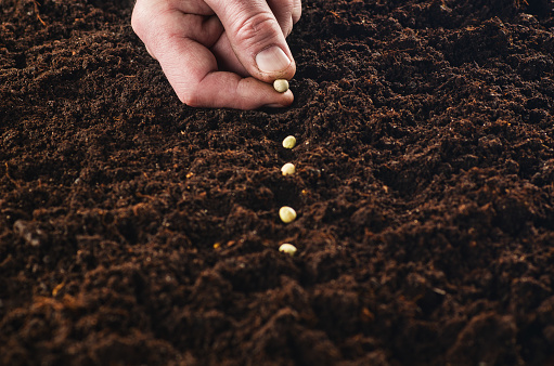 Seeding or planting a plant on a natural, soil backgroud. Camera from low angle or top view. Natural background for advertisements.