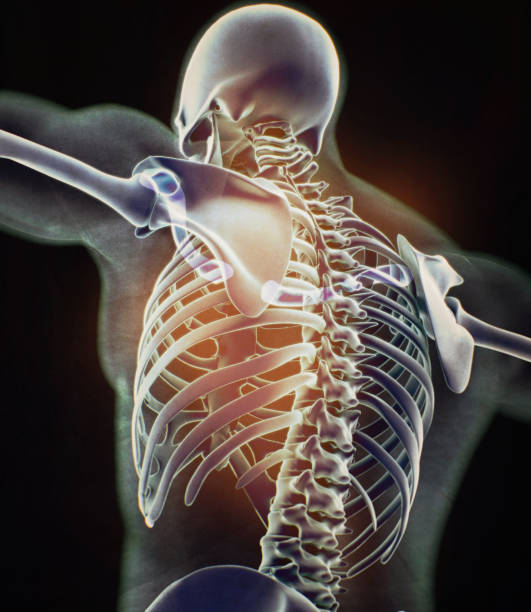 istock Xray image, human anatomy torso, skeletal structure, bones. 3D illustration 654798616