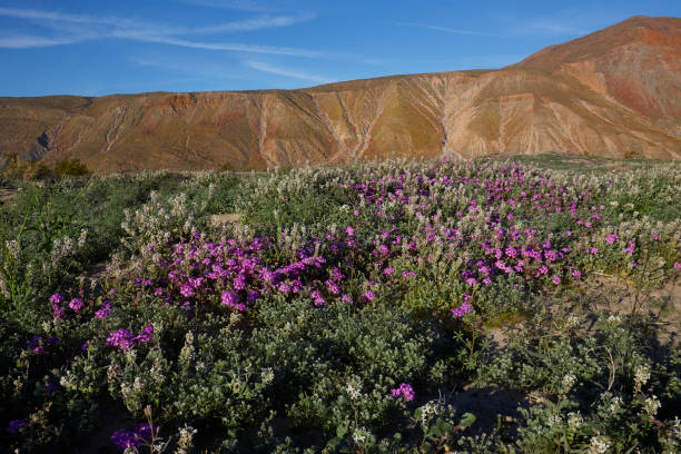 istock Superbloom, Wildflower, Anza Borrego State Park, California 654799800