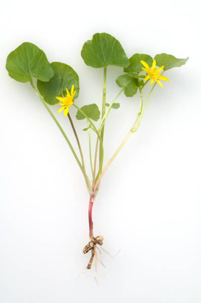 Lesser Celandine; Ranunculus; ficaria Lesser Celandine; Ranunculus; ficaria ficaria verna stock pictures, royalty-free photos & images