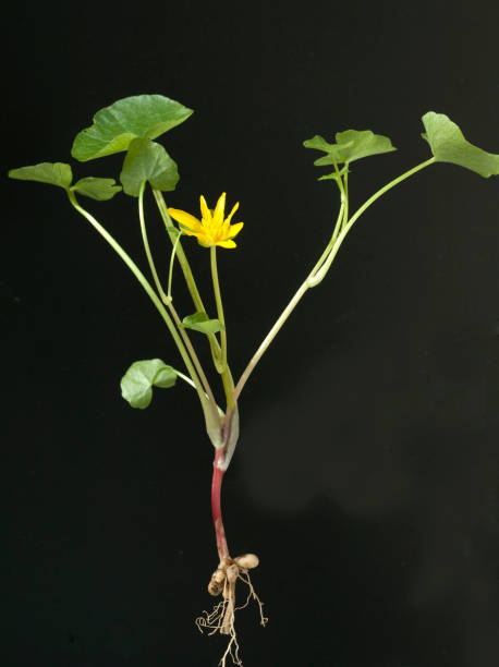 istock Lesser Celandine; Ranunculus; ficaria 654802180
