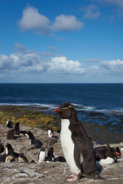 istock Rockhopper Penguins on the Falkland Islands 654802284